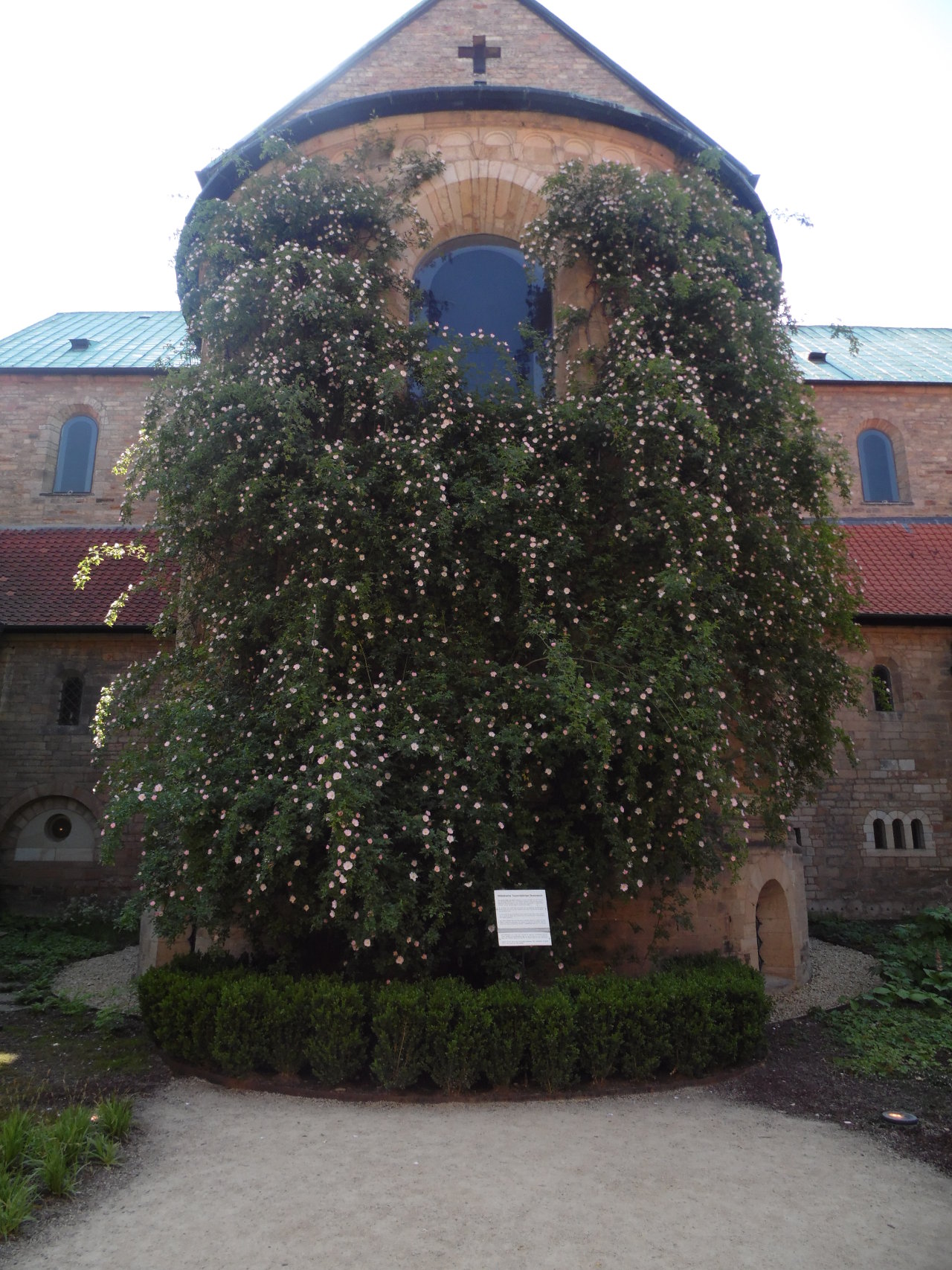 Der tausenjährige Rosenstock in Hildesheim Hildesheimer Rose